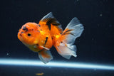 Juvenile Thai Oranda  Calico 3.5 Inch (ID#1025To13b-79) Free2Day SHIPPING