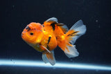 Juvenile Thai Oranda  Calico 3.5 Inch (ID#1025To13b-79) Free2Day SHIPPING