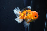 Juvenile Thai Oranda  Calico 3.5 Inch (ID#1025To13b-79) Free2Day SHIPPING