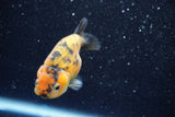 Ranchu  Calico 3 Inch (ID#809R5b-47) Free2Day SHIPPING