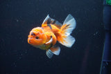 Juvenile Thai Oranda  Calico 3.5 Inch (ID#1025To13b-79) Free2Day SHIPPING