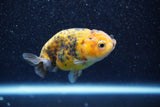 Ranchu  Calico 3 Inch (ID#809R5b-47) Free2Day SHIPPING