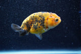 Ranchu  Calico 3 Inch (ID#809R5b-47) Free2Day SHIPPING