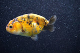 Ranchu  Calico 3 Inch (ID#809R5b-47) Free2Day SHIPPING