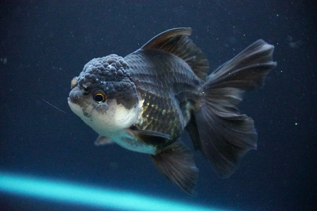 Thai Oranda  Panda 4 Inch (ID#1205T6a-70) Free2Day SHIPPING