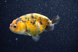 Ranchu  Calico 3 Inch (ID#809R5b-47) Free2Day SHIPPING