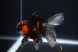 Juvenile Thai Oranda  Tricolor 3.5 Inch (ID#1025To13b-80) Free2Day SHIPPING