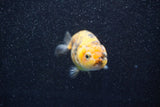 Ranchu  Calico 3 Inch (ID#809R5b-47) Free2Day SHIPPING