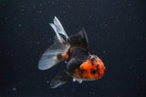 Juvenile Thai Oranda  Tricolor 3.5 Inch (ID#1025To13b-80) Free2Day SHIPPING