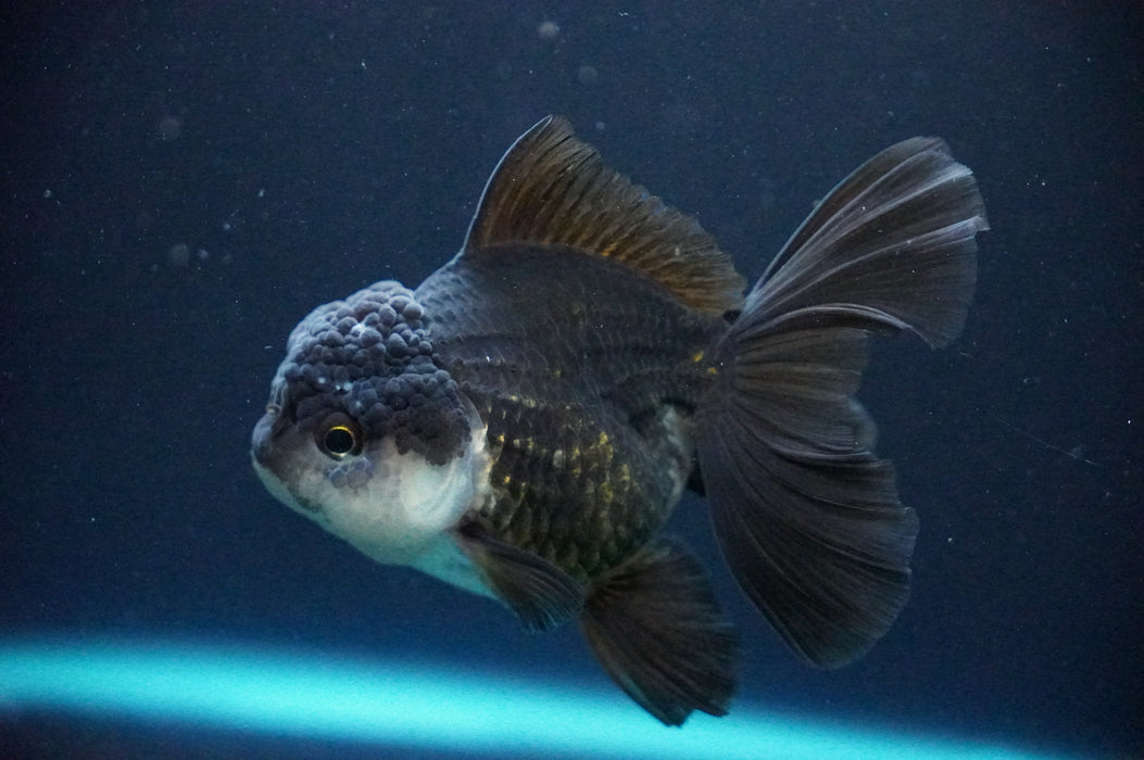 Thai Oranda  Panda 4 Inch (ID#1205T6a-70) Free2Day SHIPPING