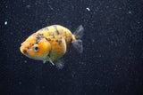 Ranchu  Calico 3 Inch (ID#809R5b-47) Free2Day SHIPPING