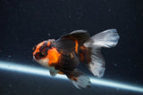 Juvenile Thai Oranda  Tricolor 3.5 Inch (ID#1025To13b-80) Free2Day SHIPPING