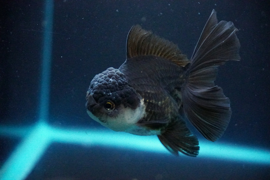 Thai Oranda  Panda 4 Inch (ID#1205T6a-70) Free2Day SHIPPING