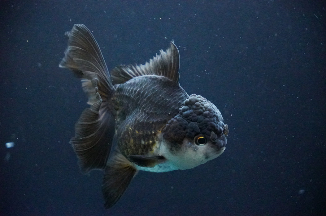 Thai Oranda  Panda 4 Inch (ID#1205T6a-70) Free2Day SHIPPING