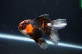 Juvenile Thai Oranda  Tricolor 3.5 Inch (ID#1025To13b-80) Free2Day SHIPPING