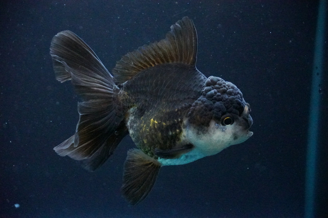 Thai Oranda  Panda 4 Inch (ID#1205T6a-70) Free2Day SHIPPING