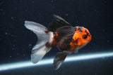 Juvenile Thai Oranda  Tricolor 3.5 Inch (ID#1025To13b-80) Free2Day SHIPPING