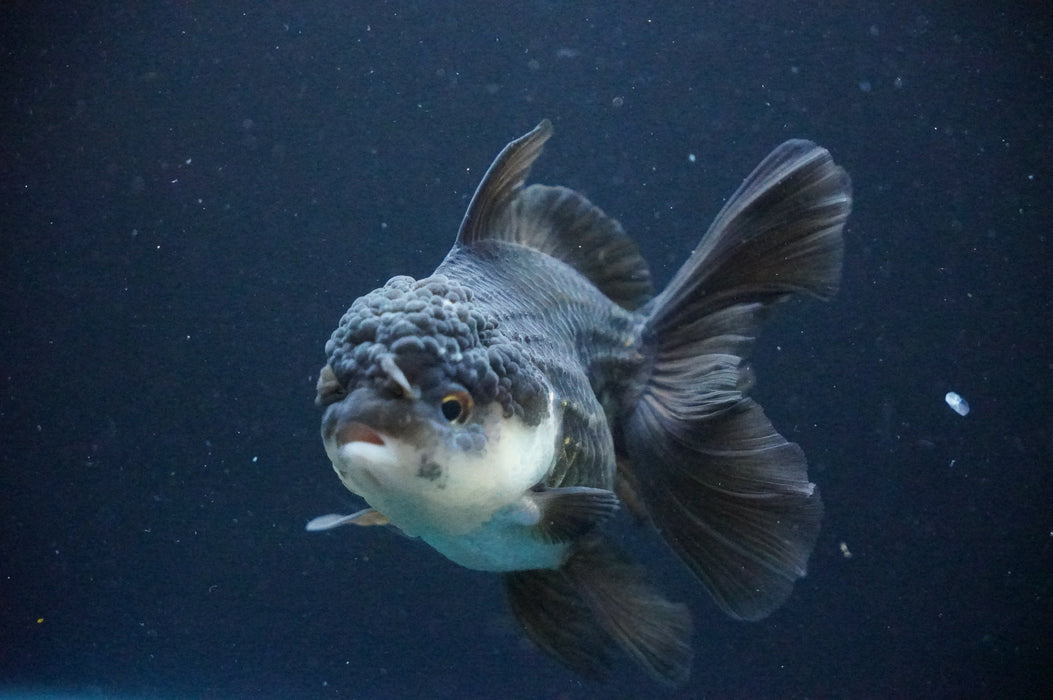 Thai Oranda  Panda 4 Inch (ID#1205T6a-70) Free2Day SHIPPING