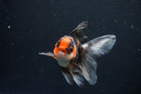 Juvenile Thai Oranda  Tricolor 3.5 Inch (ID#1025To13b-80) Free2Day SHIPPING