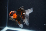 Juvenile Thai Oranda  Tricolor 3.5 Inch (ID#1025To13b-80) Free2Day SHIPPING