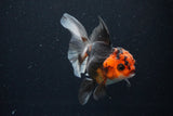 Juvenile Thai Oranda  Tricolor 3.5 Inch (ID#1025To13b-80) Free2Day SHIPPING