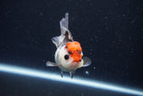 Juvenile Thai Oranda  Tricolor 3.5 Inch (ID#1025To13b-81) Free2Day SHIPPING