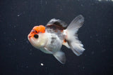 Juvenile Thai Oranda  Tricolor 3.5 Inch (ID#1025To13b-81) Free2Day SHIPPING