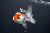 Juvenile Thai Oranda  Tricolor 3.5 Inch (ID#1025To13b-81) Free2Day SHIPPING