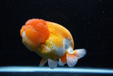 Jumbo Lionchu  Red White 5 Inch (ID#0110R12a-20)