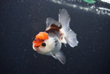 Juvenile Thai Oranda  Tricolor 3.5 Inch (ID#1025To13b-81) Free2Day SHIPPING