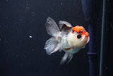 Juvenile Thai Oranda  Tricolor 3.5 Inch (ID#1025To13b-81) Free2Day SHIPPING