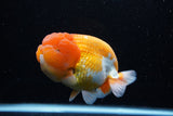 Jumbo Lionchu  Red White 5 Inch (ID#0110R12a-20)