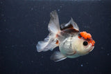 Juvenile Thai Oranda  Tricolor 3.5 Inch (ID#1025To13b-81) Free2Day SHIPPING