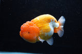 Jumbo Lionchu  Red White 5 Inch (ID#0110R12a-20)