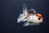 Juvenile Thai Oranda  Tricolor 3.5 Inch (ID#1025To13b-81) Free2Day SHIPPING