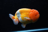 Jumbo Lionchu  Red White 5 Inch (ID#0110R12a-20)