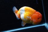 Jumbo Lionchu  Red White 5 Inch (ID#0110R12a-20)