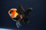 Juvenile Thai Oranda  Tricolor 3.5 Inch (ID#1025To13b-82) Free2Day SHIPPING