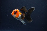 Juvenile Thai Oranda  Tricolor 3.5 Inch (ID#1025To13b-82) Free2Day SHIPPING