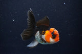 Juvenile Thai Oranda  Tricolor 3.5 Inch (ID#1025To13b-82) Free2Day SHIPPING