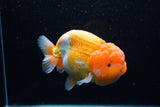 Jumbo Lionchu  Red White 5 Inch (ID#0110R12a-20)