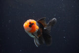 Juvenile Thai Oranda  Tricolor 3.5 Inch (ID#1025To13b-82) Free2Day SHIPPING