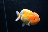 Jumbo Lionchu  Red White 5 Inch (ID#0110R12a-20)