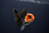 Juvenile Thai Oranda  Tricolor 3.5 Inch (ID#1025To13b-82) Free2Day SHIPPING