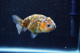 Juvenile Ranchu  Calico 3 Inch (ID#809R5b-50) Free2Day SHIPPING