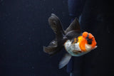 Juvenile Thai Oranda  Tricolor 3.5 Inch (ID#1025To13b-82) Free2Day SHIPPING