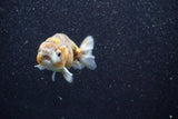 Juvenile Ranchu  Calico 3 Inch (ID#809R5b-50) Free2Day SHIPPING