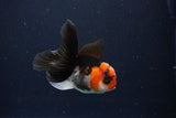 Juvenile Thai Oranda  Tricolor 3.5 Inch (ID#1025To13b-82) Free2Day SHIPPING