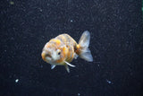 Juvenile Ranchu  Calico 3 Inch (ID#809R5b-50) Free2Day SHIPPING