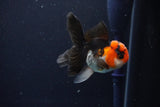 Juvenile Thai Oranda  Tricolor 3.5 Inch (ID#1025To13b-82) Free2Day SHIPPING